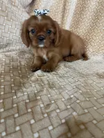 Paprika, a female Cavalier King Charles Spaniel for sale in Fort Myers, FL – 3 of 5