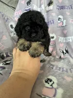 Brew, a male Maltipoo for sale in Fort Myers, FL – 2 of 7