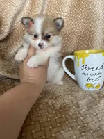 Pancetta , a female Pomeranian for sale in Fort Myers, FL – 2 of 7