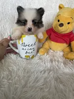 Gin Fizz, a male Pomeranian for sale in Fort Myers, FL – 3 of 9