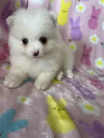 Phoenix, a male Pomeranian for sale in Fort Myers, FL – Photo 1 of 8