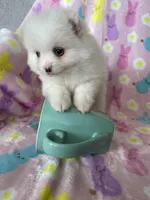 Phoenix, a male Pomeranian for sale in Fort Myers, FL – Photo 3 of 8