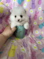 Phoenix, a male Pomeranian for sale in Fort Myers, FL – Photo 5 of 8