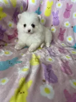 Phoenix, a male Pomeranian for sale in Fort Myers, FL – Photo 2 of 8