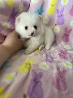 Phoenix, a male Pomeranian for sale in Fort Myers, FL – Photo 4 of 8