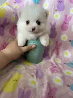 Phoenix, a male Pomeranian for sale in Fort Myers, FL – Photo 6 of 8