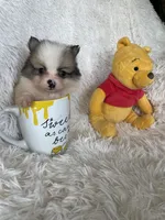 Martini, a male Pomeranian for sale in Fort Myers, FL – 3 of 7