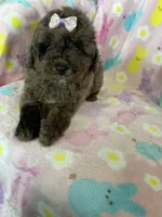 Charlotte , a female Poodle - Toy  for sale in Fort Myers, FL – Photo 8 of 9