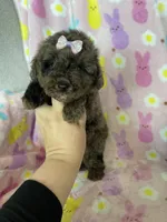 Charlotte , a female Poodle - Toy  for sale in Fort Myers, FL – Photo 2 of 9