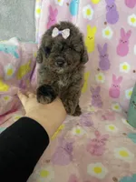 Charlotte , a female Poodle - Toy  for sale in Fort Myers, FL – Photo 6 of 9