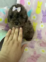 Charlotte , a female Poodle - Toy  for sale in Fort Myers, FL – Photo 4 of 9