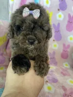 Charlotte , a female Poodle - Toy  for sale in Fort Myers, FL – Photo 1 of 9