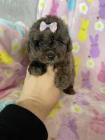 Charlotte , a female Poodle - Toy  for sale in Fort Myers, FL – Photo 3 of 9