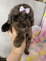 Charlotte , a female Poodle - Toy  for sale in Fort Myers, FL – Photo 7 of 9