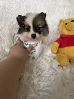 Bellini, a female Pomeranian for sale in Fort Myers, FL – 4 of 7