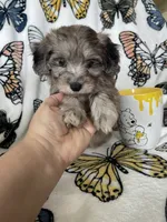 Samson, a male Maltipoo for sale in Fort Myers, FL – 4 of 8