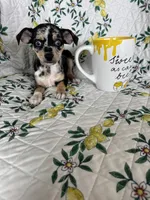 Rio, a male Chihuahua for sale in Fort Myers, FL – 2 of 6