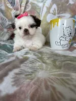 Godiva, a female Shih Tzu for sale in Fort Myers, FL – 7 of 7