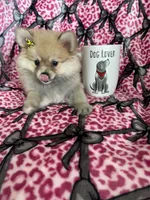 Latte, a female Pomeranian for sale in Fort Myers, FL – 5 of 6