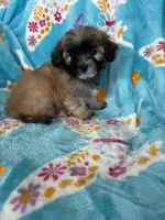 Teddy, a male Maltipoo for sale in Fort Myers, FL – 8 of 10