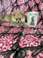 Latte, a female Pomeranian for sale in Fort Myers, FL – 3 of 6