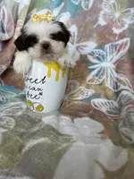 Nutella, a male Shih Tzu for sale in Fort Myers, FL – 6 of 10
