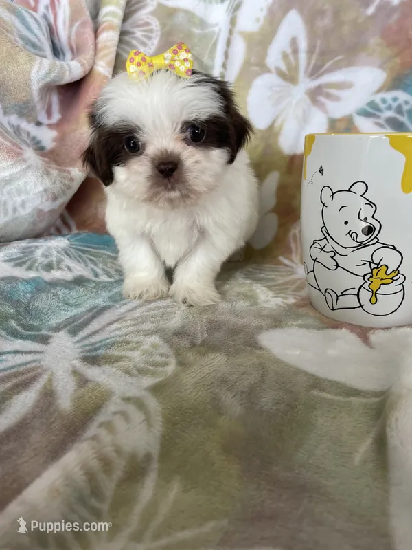 Nutella – Shih Tzu puppy for sale in Fort Myers, FL