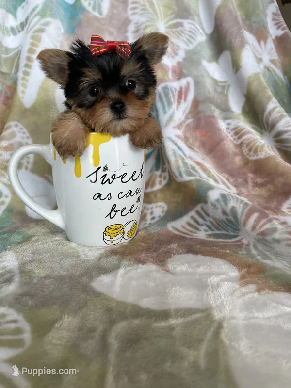 Tcup poppy – Yorkshire Terrier puppy for sale in Fort Myers, FL