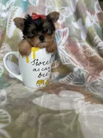 Tcup poppy, a female Yorkshire Terrier for sale in Fort Myers, FL – 1 of 7