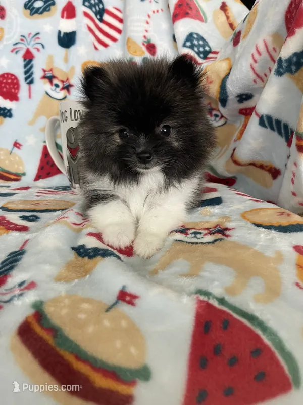 Tcup Milo – Pomeranian puppy for sale in Fort Myers, FL
