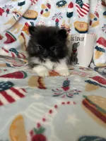 Tcup Milo, a male Pomeranian for sale in Fort Myers, FL – 2 of 9