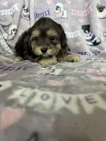 Cappuccino , a male Maltipoo for sale in Fort Myers, FL – 3 of 8
