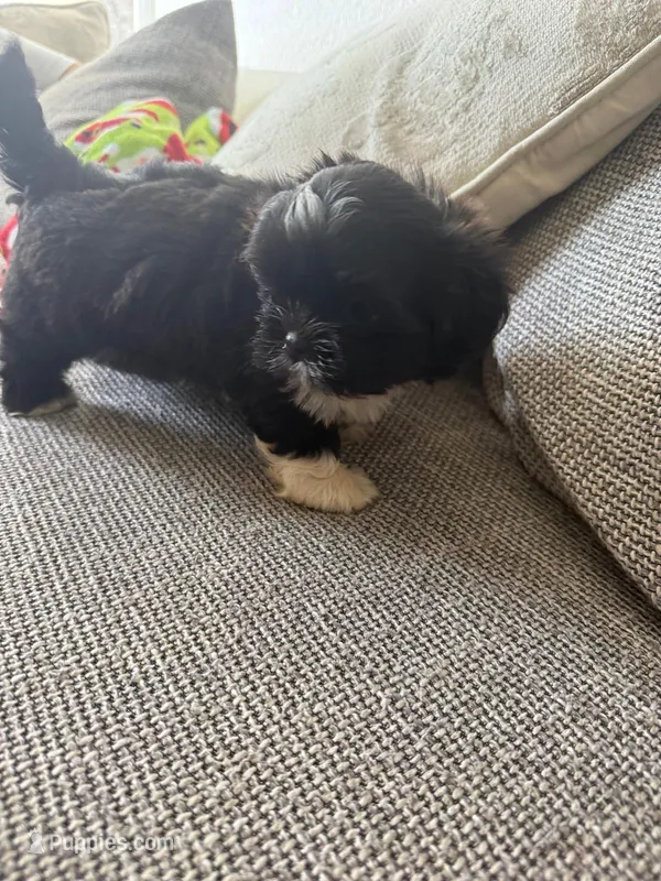 Sophie  – Shih Tzu puppy for sale in Fort Myers, FL