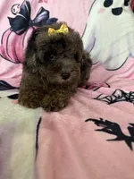 Jewels, a female Poodle - Miniature  for sale in Fort Myers, FL – 2 of 10