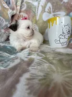 Godiva, a female Shih Tzu for sale in Fort Myers, FL – 3 of 7