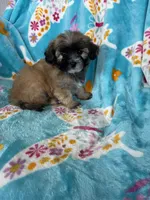 Teddy, a male Maltipoo for sale in Fort Myers, FL – 5 of 10