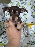 Riley, a female Chihuahua for sale in Fort Myers, FL – 3 of 5