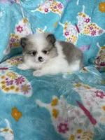 Stanley, a male Pomeranian for sale in Fort Myers, FL – 8 of 8