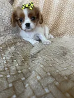 Praline, a female Cavalier King Charles Spaniel for sale in Fort Myers, FL – 6 of 7