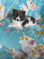 Noah, a male Pomeranian for sale in Fort Myers, FL – 6 of 9