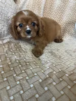 Prosciutto , a male Cavalier King Charles Spaniel for sale in Fort Myers, FL – 7 of 7