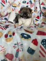 Benny, a male Pomeranian for sale in Fort Myers, FL – 4 of 6