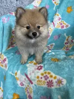Frankie, a male Pomeranian for sale in Fort Myers, FL – 7 of 8