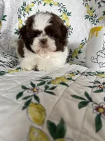 Osso, a male Shih Tzu for sale in Fort Myers, FL – 2 of 7