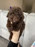 Irving, a male Poodle - Toy  for sale in Fort Myers, FL – Photo 2 of 7