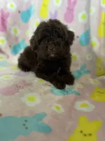 Irving, a male Poodle - Toy  for sale in Fort Myers, FL – Photo 6 of 7