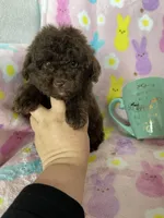 Irving, a male Poodle - Toy  for sale in Fort Myers, FL – Photo 1 of 7