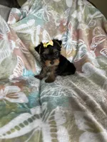 Sophie , a female Yorkshire Terrier for sale in Fort Myers, FL – 2 of 8