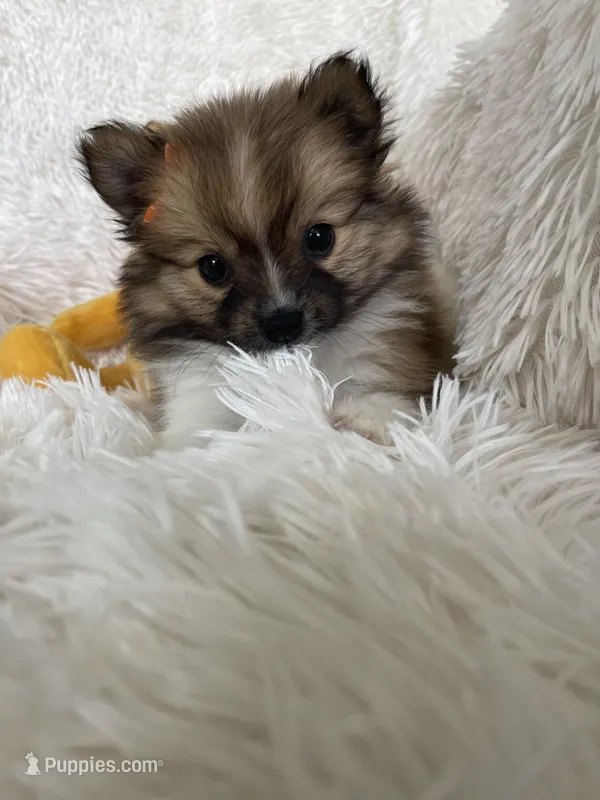 Manhattan  – Pomeranian puppy for sale in Fort Myers, FL