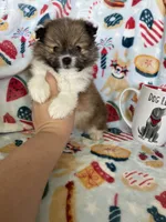 Muffin, a male Pomeranian for sale in Fort Myers, FL – 7 of 7